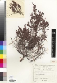 Type specimen at Edinburgh (E). Jeppe, T.; Fourcade, Henri: 5017. Barcode: E00193096.