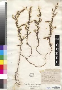 Type specimen at Edinburgh (E). Wood, John: 3933. Barcode: E00193101.