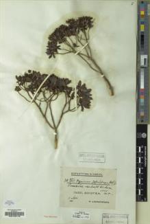 Type specimen at Edinburgh (E). Schweinfurth, George: 756. Barcode: E00193115.