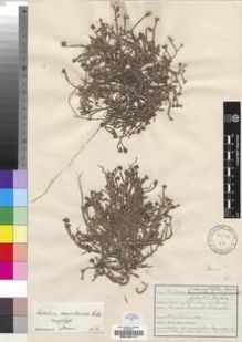 Type specimen at Edinburgh (E). Johnston, Henry: S.N.. Barcode: E00193117.