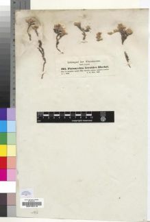 Type specimen at Edinburgh (E). Schimper, Georg: 661. Barcode: E00193119.