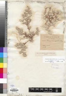 Type specimen at Edinburgh (E). Taubert, Paul: 22. Barcode: E00193122.