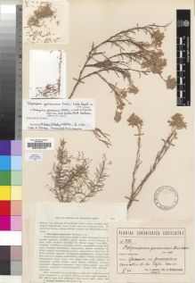Type specimen at Edinburgh (E). Burchard, Oscar: 382. Barcode: E00193123.