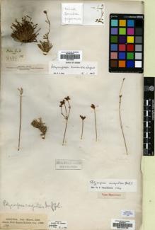 Type specimen at Edinburgh (E). Balfour, Isaac; Cockburn, C.J.; Scott, Alexander: 683. Barcode: E00193128.