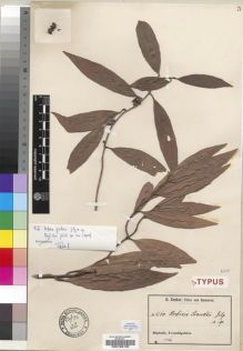 Type specimen at Edinburgh (E). Zenker, Georg: 1160. Barcode: E00193132.