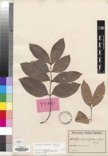 Type specimen at Edinburgh (E). Warnecke, Otto: 46. Barcode: E00193143.