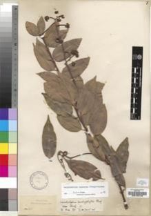 Type specimen at Edinburgh (E). Buchanan, John: 140. Barcode: E00193146.