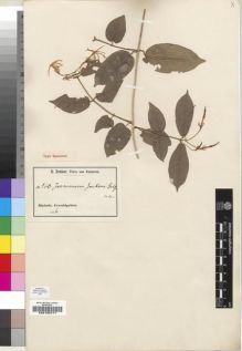 Type specimen at Edinburgh (E). Zenker, Georg: 960. Barcode: E00193171.
