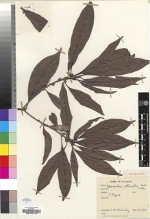 Type specimen at Edinburgh (E). Kennedy, J: 528. Barcode: E00193178.