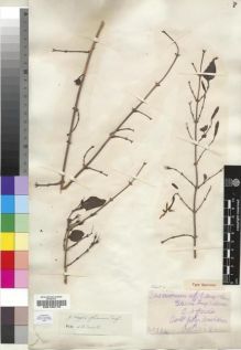 Type specimen at Edinburgh (E). Buchanan, John: 224. Barcode: E00193179.
