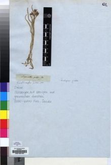 Type specimen at Edinburgh (E). Drège, Jean: S.N.. Barcode: E00193193.