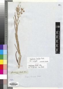 Type specimen at Edinburgh (E). Drège, Jean: S.N.. Barcode: E00193196.