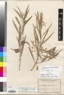 Type specimen at Edinburgh (E). Baum, Hugo: 500. Barcode: E00193198.