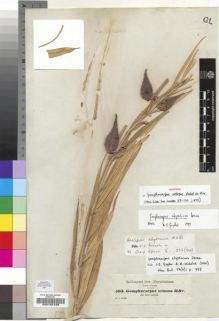Type specimen at Edinburgh (E). Schimper, Georg: 503. Barcode: E00193199.