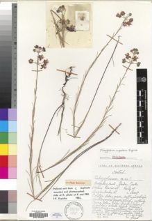 Type specimen at Edinburgh (E). Hilliard, Olive; Burtt, Brian: 7848. Barcode: E00193200.