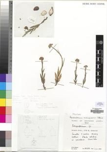 Type specimen at Edinburgh (E). Hilliard, Olive; Burtt, Brian: 18528. Barcode: E00193201.