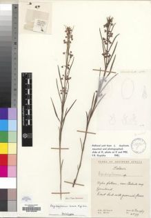 Type specimen at Edinburgh (E). Hilliard, Olive; Burtt, Brian: 4399. Barcode: E00193209.