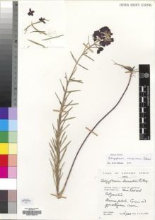 Type specimen at Edinburgh (E). Hilliard, Olive; Burtt, Brian: 16723. Barcode: E00193210.