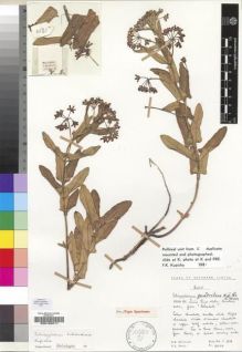Type specimen at Edinburgh (E). Hilliard, Olive; Burtt, Brian: 11244. Barcode: E00193211.
