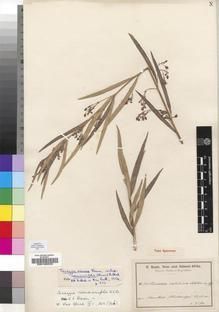 Type specimen at Edinburgh (E). Baum, Hugo: 245. Barcode: E00193222.