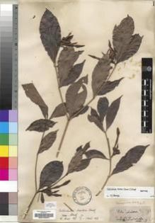 Type specimen at Edinburgh (E). Thomson, William: 80. Barcode: E00193231.