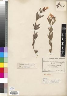 Type specimen at Edinburgh (E). Wilms, Friedrich: 924. Barcode: E00193235.