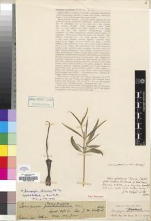 Type specimen at Edinburgh (E). Cultivated Plant of the RBGE (CULTE): . Barcode: E00193243.