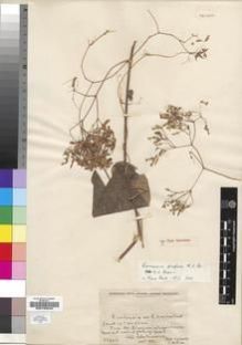 Type specimen at Edinburgh (E). Buchanan, John: 205. Barcode: E00193244.