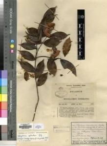 Type specimen at Edinburgh (E). Johnston, Henry: 98. Barcode: E00193249.