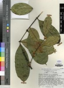 Type specimen at Edinburgh (E). Leeuwenberg, Anthonius: 7005. Barcode: E00193259.