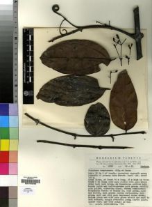 Type specimen at Edinburgh (E). Leeuwenberg, Anthonius: 2572. Barcode: E00193263.