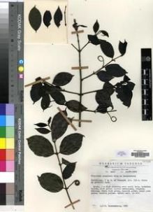 Type specimen at Edinburgh (E). Leeuwenberg, Anthonius: 5447. Barcode: E00193264.