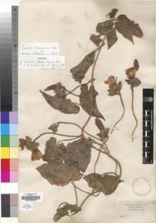 Type specimen at Edinburgh (E). Schimper, Georg: 1465. Barcode: E00193298.