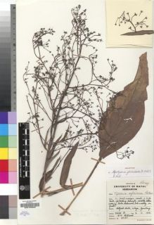 Type specimen at Edinburgh (E). Hilliard, Olive: 5487. Barcode: E00193306.