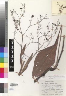 Type specimen at Edinburgh (E). Hilliard, Olive: 5487. Barcode: E00193307.