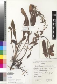 Type specimen at Edinburgh (E). Hilliard, Olive; Burtt, Brian: 9728. Barcode: E00193308.