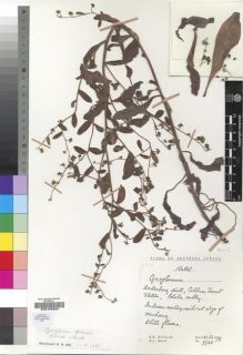 Type specimen at Edinburgh (E). Hilliard, Olive; Burtt, Brian: 9728. Barcode: E00193309.
