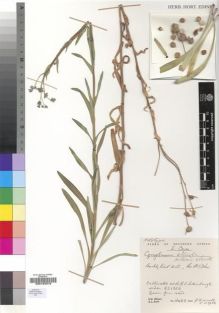 Type specimen at Edinburgh (E). Cultivated Plant of the RBGE (CULTE): . Barcode: E00193310.