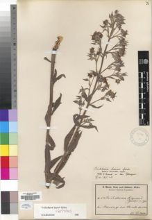 Type specimen at Edinburgh (E). Baum, Hugo: 844. Barcode: E00193311.