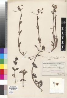 Type specimen at Edinburgh (E). Schlechter, Friedrich: 10925. Barcode: E00193315.