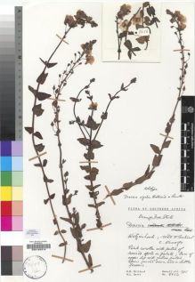 Type specimen at Edinburgh (E). Hilliard, Olive; Burtt, Brian: 8656. Barcode: E00193316.