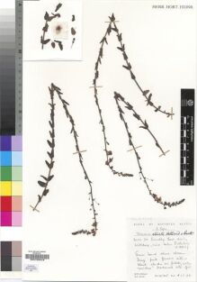 Type specimen at Edinburgh (E). Hilliard, Olive; Burtt, Brian: 14705. Barcode: E00193319.