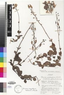 Type specimen at Edinburgh (E). Hilliard, Olive; Burtt, Brian: 12465. Barcode: E00193323.