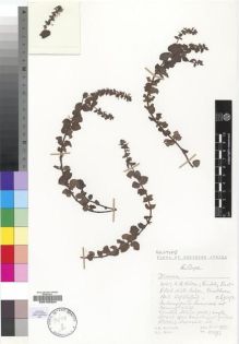 Type specimen at Edinburgh (E). Hilliard, Olive; Burtt, Brian: 12297. Barcode: E00193324.