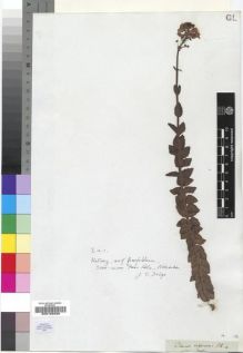 Type specimen at Edinburgh (E). Drège, Jean: IA1. Barcode: E00193330.