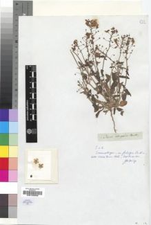 Type specimen at Edinburgh (E). Drège, Jean: IC8. Barcode: E00193333.