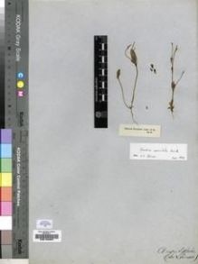 Type specimen at Edinburgh (E). Drège, Jean: S.N.. Barcode: E00193337.