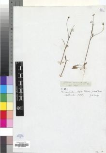 Type specimen at Edinburgh (E). Drège, Jean: . Barcode: E00193340.