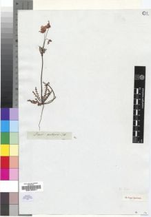 Type specimen at Edinburgh (E). Drège, Jean: . Barcode: E00193341.