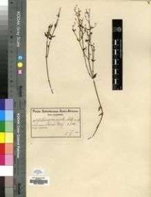 Type specimen at Edinburgh (E). Schlechter, Friedrich: 9117. Barcode: E00193354.